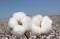 Cotton feather in close up ready to be harvested