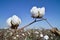 Cotton field