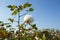 Cotton field agriculture, harvest Turkey Izmir