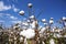 Cotton field agriculture, harvest Turkey Izmir