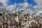 Cotton field on cloudy sky background