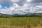 Cotton field in front of wide landscape in Arasinagundi, Karnataka, India