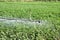 Cotton field irrigation
