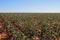 Cotton Field With Irrigation System 