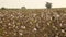 Cotton Field land in India