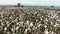 Cotton field, pan shot