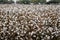 Cotton in field ready for harvest.