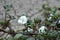 Cotton in field ready for harvest.