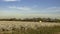 Cotton field ready for harvest