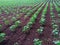 Cotton field in row. Greent little Cotton plant in indian farm, Agriculture.