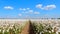 Cotton Field Summer Header Summer Harvest