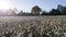 Cotton Field At Sunset On A Fall Day