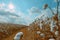 Cotton field under sunny sky