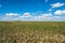 Cotton Field and Windmills