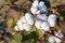 Cotton fields ready for harvesting, agriculture