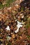 Cotton fields with ripe cotton ready for harvesting.