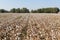 Cotton fields white with ripe cotton ready for harvesting