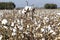 Cotton fields white with ripe cotton ready for harvesting