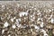 Cotton fields white with ripe cotton ready for harvesting