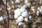 Cotton fields white with ripe cotton ready for harvesting