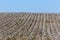 Cotton fields white with ripe cotton ready for harvesting