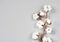 Cotton flower branch on gray background