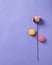 Cotton flower and macarons on a lilac background. minimalism flat lay composition.