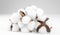 cotton flower plant bud white natural fluffy on white grey background copy-space