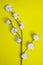 Cotton flowers on branches on yellow background