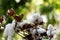 Cotton or gossypium hirsutum on nature background