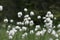 Cotton-grass