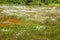 Cotton grass