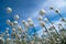 Cotton Grass