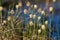 Cotton grass (Eriophorum) in the tundra.