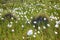 Cotton grass Eriophorum vaginatum