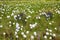 Cotton grass Eriophorum vaginatum