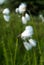 Cotton grass on a green summer meadow in the mountains