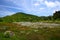 Cotton grass and mountain