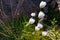 Cotton grass on a northern side of Russia