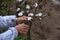 Cotton growing.