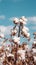Cotton growing. Vertical banner. White fluffy cotton in a field, blue sky with clouds.