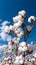 Cotton growing. White fluffy cotton in a field, blue sky with clouds. Vertical banner.