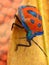 A COTTON HARLEQUIN BUG