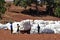 The cotton harvest