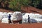 The cotton harvest