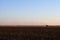 Cotton harvest on the Llano Estacado