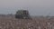 Cotton harvester harvesting in a cotton field during sunset