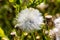 Cotton head, down, Flying seeds of Erechtites flower on a coarse background