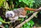 Cotton headed tamarin monkey walking over a branch a rare and critical endangered exotic animal specie from colombia