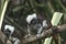 Cotton-headed Tamarin (Saguinus oedipus)